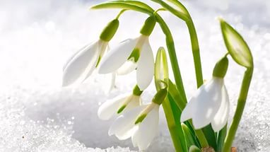 Новый конкурс! Вальс цветов! Весна 2016!