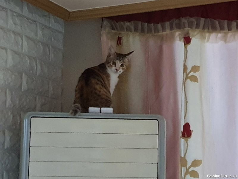 Наша Спайдер Кэт