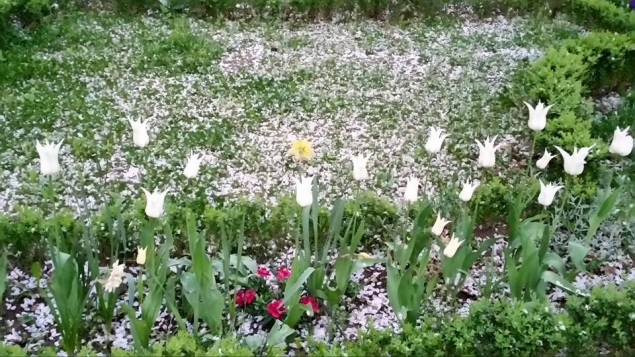 А в моем садочке ...