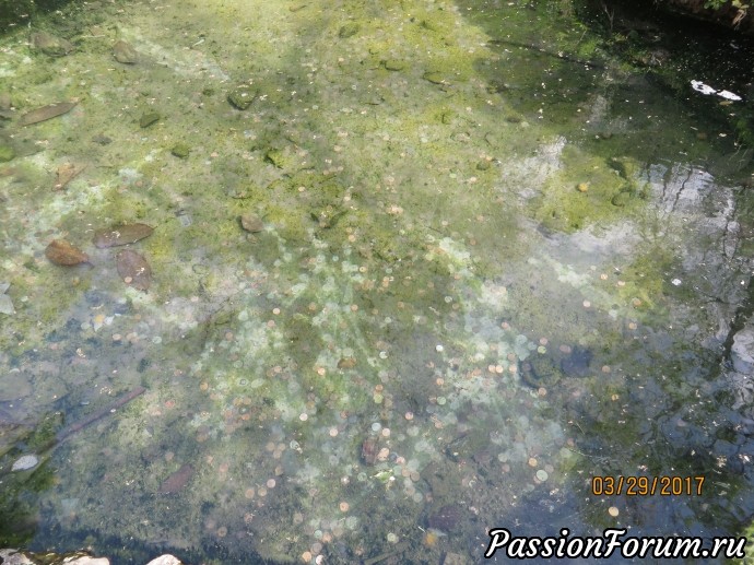 Мир, в котором я живу. По дорогам Америки. Hot Springs, Arkansas (Часть 2)