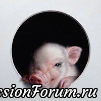 Поросята художницы Марины Диул