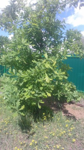Я в деревне не скучала! Теперь про сад-огород.