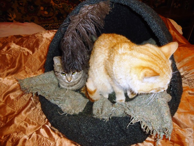 Кошачий долгострой