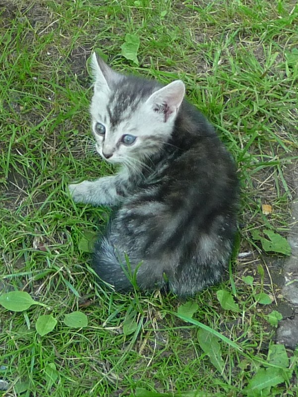 Котейка ищет хозяйку.