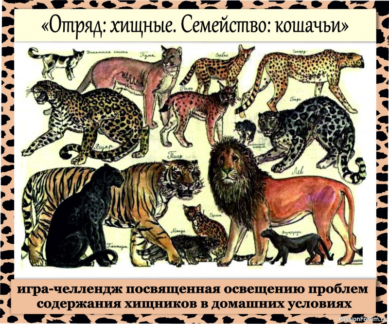 Конкурс-челлендж &quot;Отряд: хищные. Семейство: кошачьи&quot;. ГОЛОСОВАНИЕ!