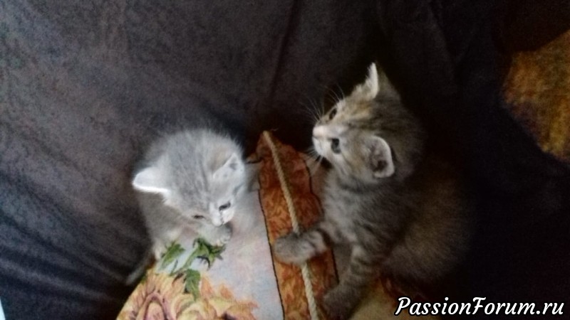 Ищу добрые руки для котят.