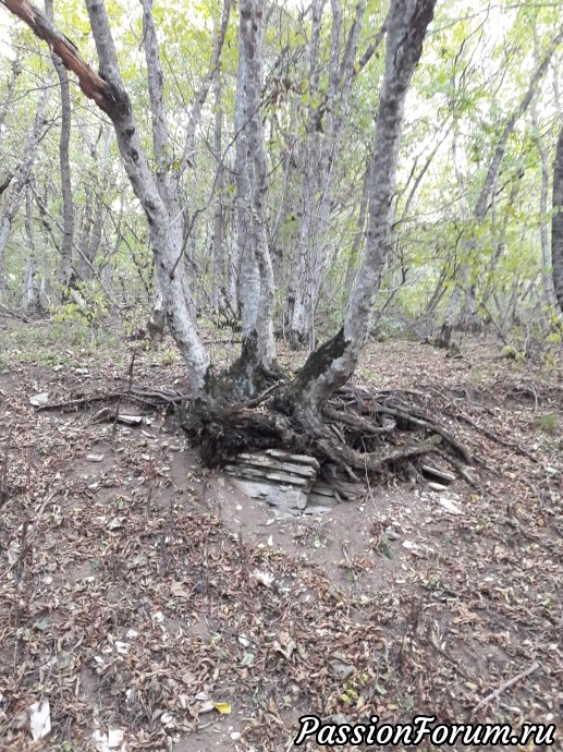 Прогулки на природе. часть 3 - Перкальский питомник