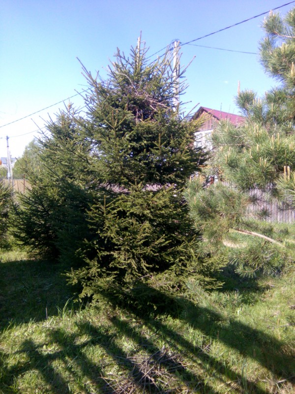 Пришельцы на даче.