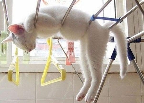 Коты спят где захотят и как захотят..