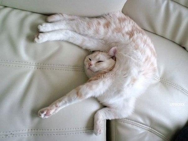 Коты спят где захотят и как захотят..