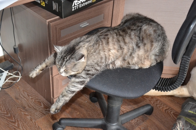 Коты спят где захотят и как захотят..