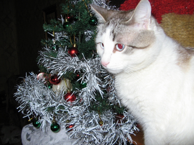 Подушки-коты и Коты-не-подушки