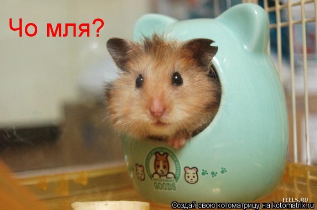 Милым хомячихам