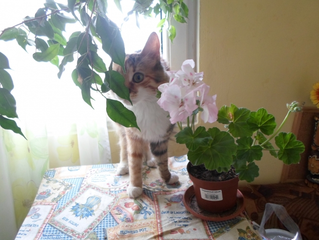 Если в доме кошка:))