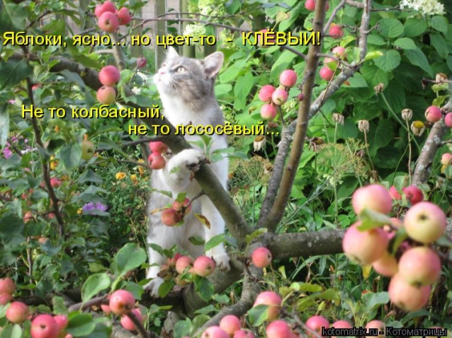 Очередная котоматрица