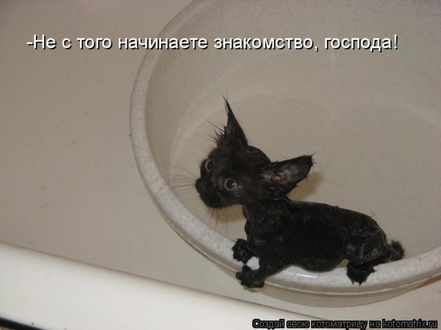 И опять очередная котоматрица