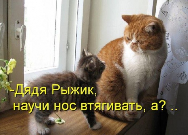 И опять очередная котоматрица