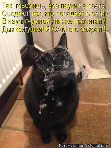 И опять очередная котоматрица