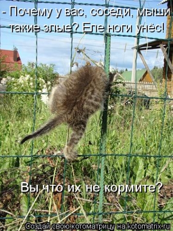 И опять очередная котоматрица