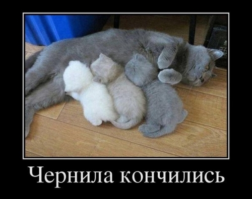 Животные и юмор