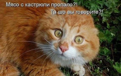 Животные и юмор