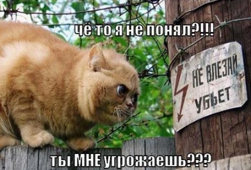 Животные и юмор