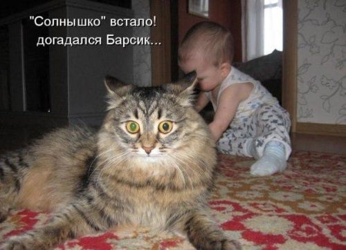 Животные и юмор