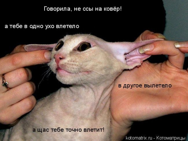 Животные и юмор
