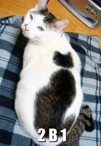 Животные и юмор