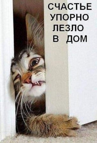 Животные и юмор