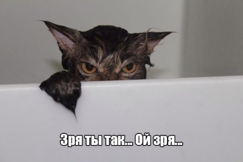 Животные и юмор