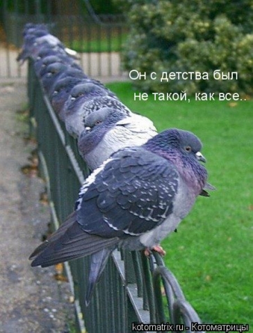 Животные и юмор