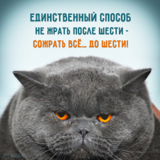 Котоматрица (из интернета)