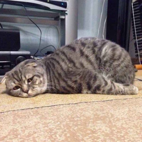 Животные и смешные моменты