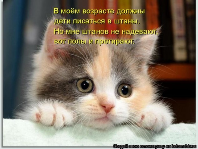 Животные и смешные моменты