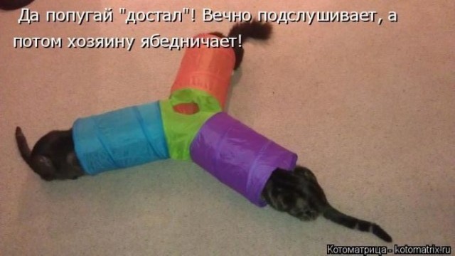 Животные и смешные моменты