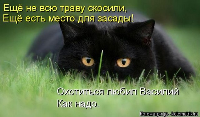 Животные и смешные моменты
