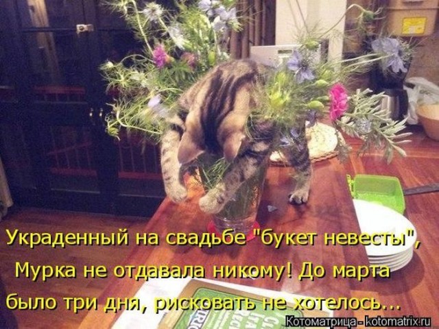 Животные и смешные моменты