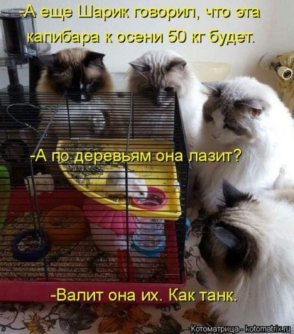 Животные и смешные моменты