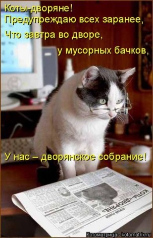 Животные и смешные моменты