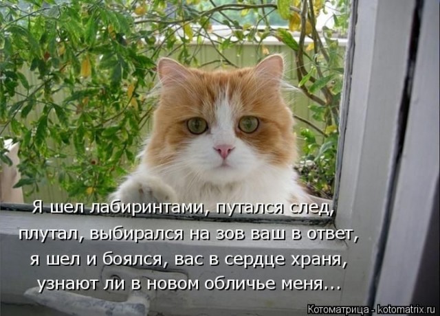 Животные и смешные моменты