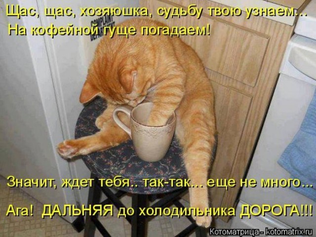 Животные и смешные моменты