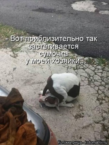 Животные и смешные моменты