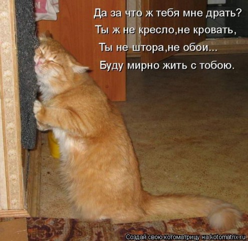 Животные и смешные моменты