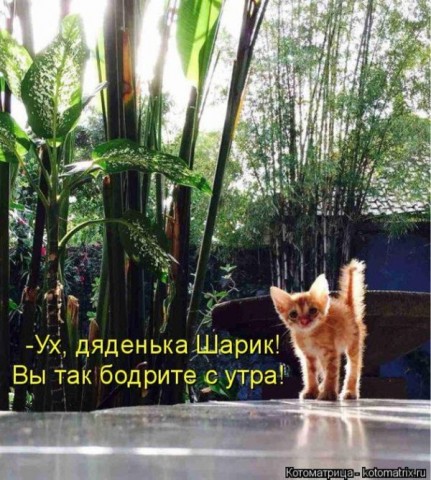 Животные и смешные моменты