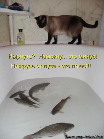 Животные и смешные моменты