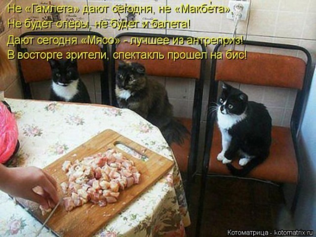 Животные и смешные моменты