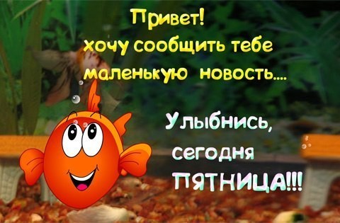 Животные и смешные моменты