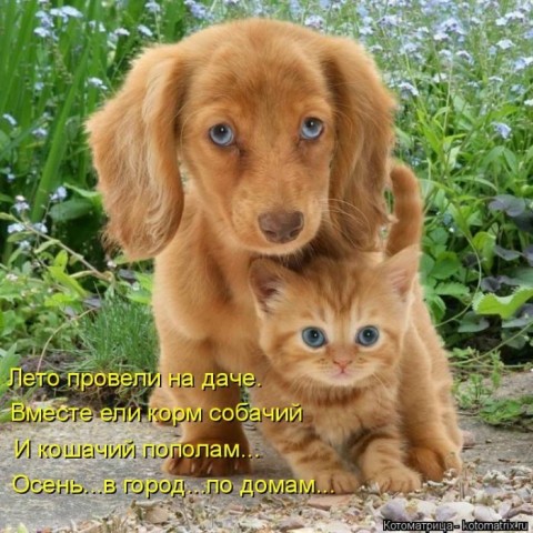 Животные и смешные моменты