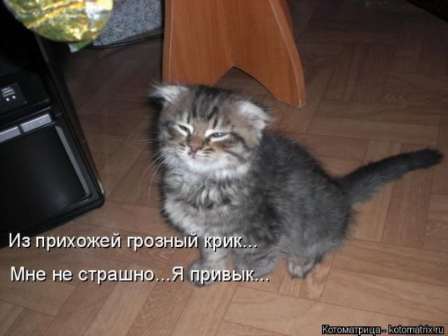 Животные и смешные моменты